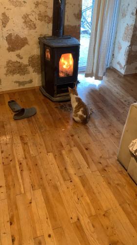 卡斯Mozaik Pansiyon的一只猫坐在炉子前的地板上
