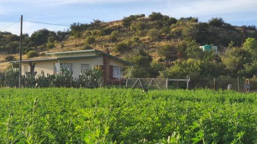 MiddelburgKudu Haven的田野旁小山上的房屋