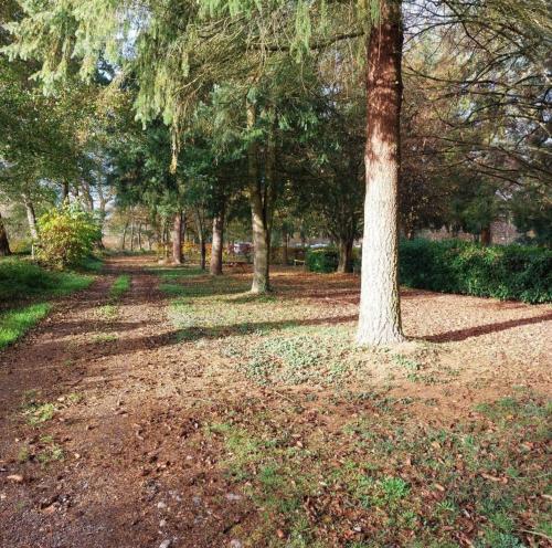 GunsbachMobil-home Beau Rivage的公园里树上树叶在地上