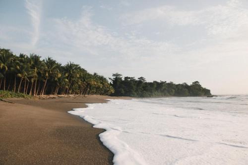 圣塔特蕾莎海滩Zunya的一片棕榈树和海洋的海滩