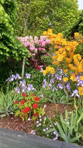 基督城Northwood Motor Lodge的花园中五颜六色的花卉花园