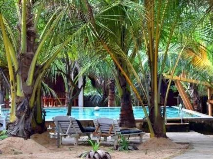 坦加拉The Alpha Monkey hotel & Tree house的游泳池前设有椅子和棕榈树