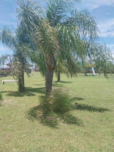查哈里HANAKOTOBA El lenguaje de las Flores的草场上的两棵棕榈树