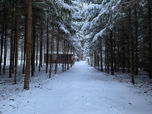 AukštelkėMiško sielos namelis su pirtele的树木林中一条雪覆盖的小径