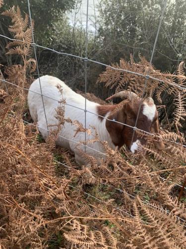 圣伦纳兹Foxglove Fourteen的围栏后面的一块棕色和白色的牛