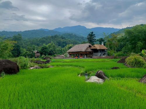 河江Ha Giang Yolo House and Loop Tours的一片绿草丛,后面有小屋