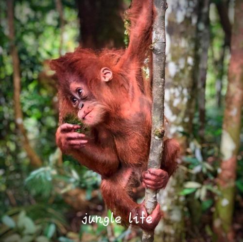 武吉拉旺JUNGLE LIFE GUEST HOUSE - Trekking & Transport Only Book With Us的猴子爬树在丛林中