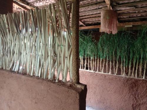 阿努拉德普勒Lucky Holiday Home的一面有竹子和绿植物的墙