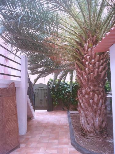 巴塞罗那Apartamento estudio en chalet的庭院中间的棕榈树