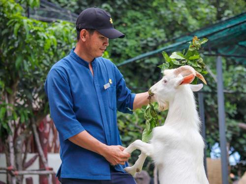 富国Premier Village Phu Quoc Resort Managed by Accor的一只在嘴里 ⁇ 着绿山羊的人