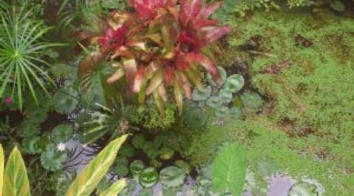 里贝朗普雷托Chácara Irmandade的一种植物,有红花和绿色植物