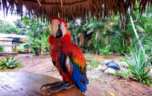 MazánARAPARI AMAZON LODGE的坐在桌子上的一个五颜六色的鹦鹉