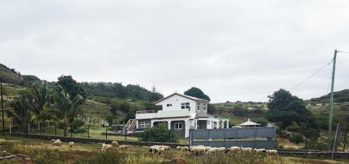 Rodrigues IslandPanoramic Paradise的一群羊站在房子前面