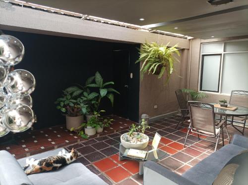 波帕扬Conforta Rentals & Spa的客厅里放着一只猫