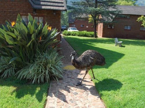 哈特比斯普特Mount Amanzi的鸟儿在院子里的草地上散步
