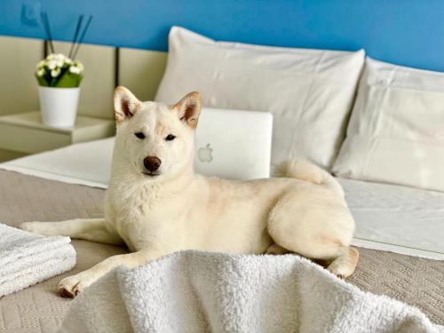 里米尼Hotel Alfa ALL INCLUSIVE 2024的一只白色的狗躺在床上,上面有笔记本电脑