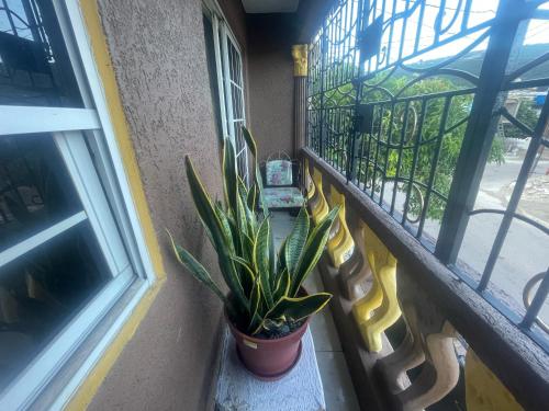 金斯敦Jamaican J Home的坐在窗边阳台的植物