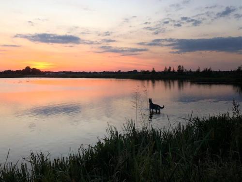 KolhamCamping Hof van Kolham的日落时站在水面上的狗