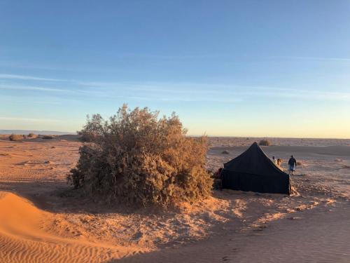 姆哈米德Nomad Life Style的沙漠中带灌木的帐篷
