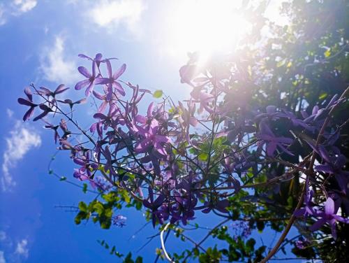 圣勒Le ti bali Chambre的紫色花朵和天空中阳光的树