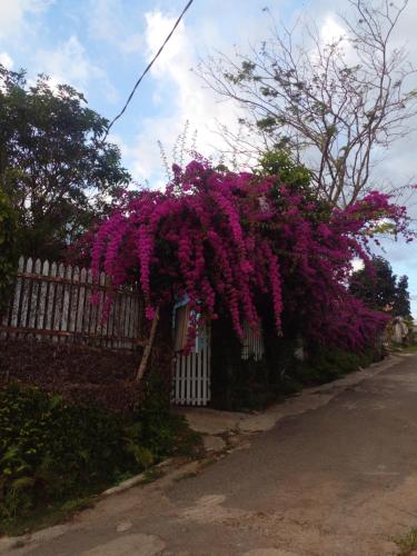 Gia NghĩaLy's homestay的挂在栅栏上的一束紫色花