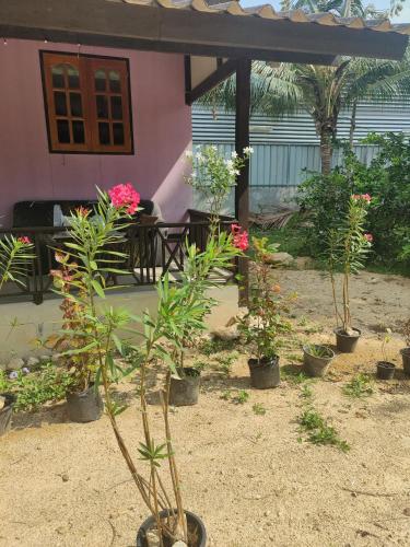 帕干岛Thai Style Housing的一群盆栽植物在房子前