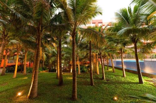 瓦斯科达伽马Good Stay Premium 2 BHK Apartment 103的一群棕榈树在靠近水面的公园里