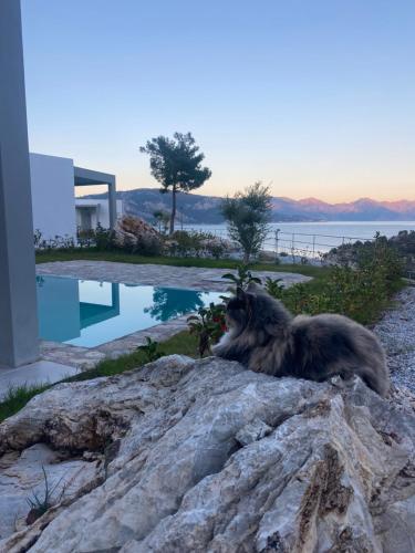 马尔马里斯Z-Villas Beach Hotel的狗躺在游泳池旁边的岩石上