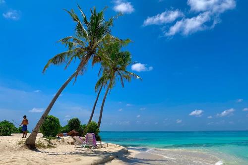 弗里德胡Fulidhoo Hathaa Retreat的两棵棕榈树和大海的海滩