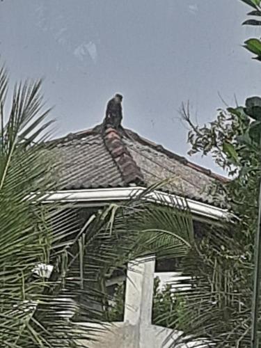 莫拉图瓦Nature's home的鸟坐在建筑物屋顶上