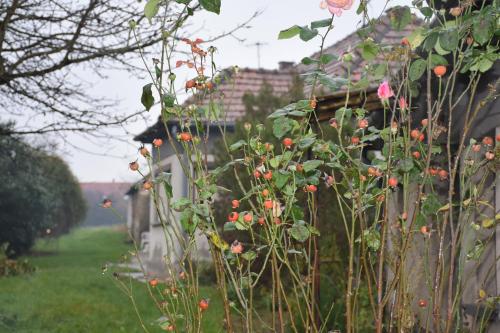 SármellékTom Schmid-Allone的房子旁边的院子里种满鲜花的灌木丛