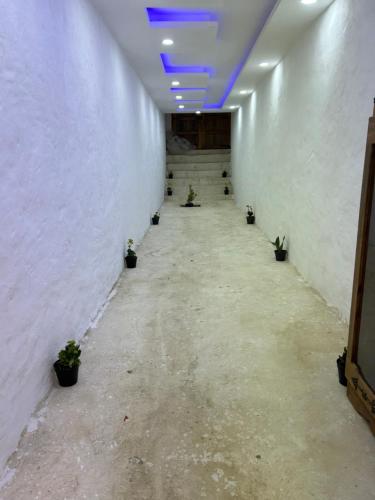 MatmataLars homestead的墙上挂着盆栽植物的走廊