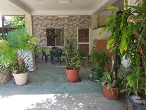 南迪Central Nadi - Lodge 2的庭院里种着一大堆植物