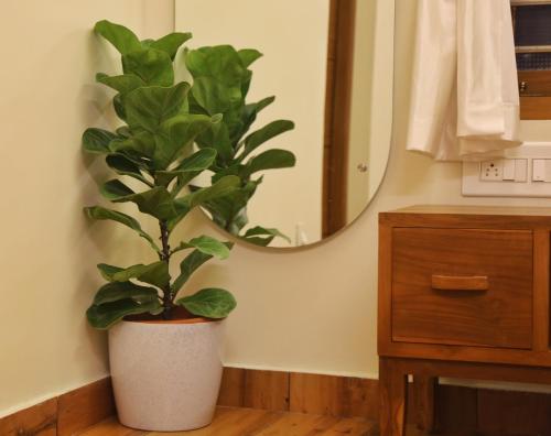 阿勒皮SHORE STORIES的镜子浴室里的盆栽植物