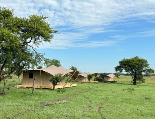 塞伦盖蒂Anantya Serengeti的一群在树丛中的帐篷