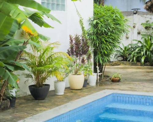 西哈努克Manoha Villa的游泳池旁的一堆盆栽植物