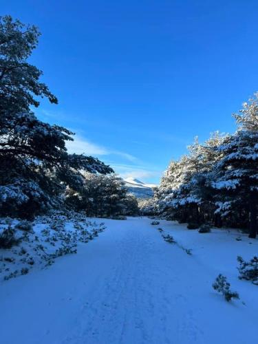 米拉弗洛迪拉希Fidelina V的一条布满树木和蓝天的雪覆盖小径