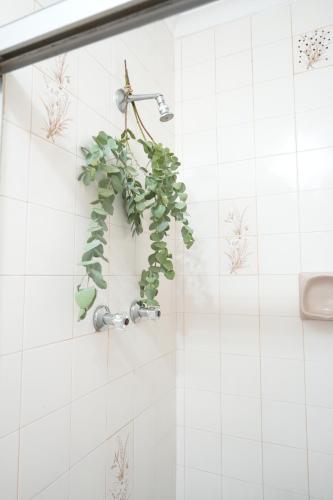 开普敦The Dahlia的浴室墙上的绿色植物