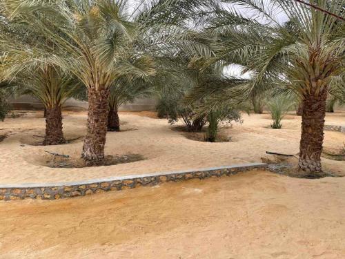 托泽尔SANDROSE的沙地里的一群棕榈树