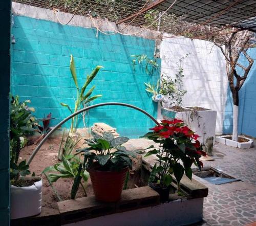 QuezaltepequeVilla 64的一个带植物和蓝色墙壁的庭院
