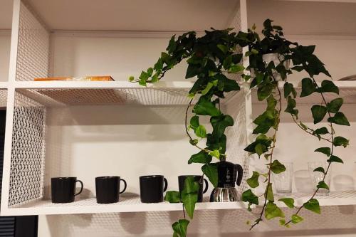 杜什尼基-兹德鲁伊Good Spot Zieleniec Twin Eco 02的一种放在架子上的植物,上面有黑咖啡杯