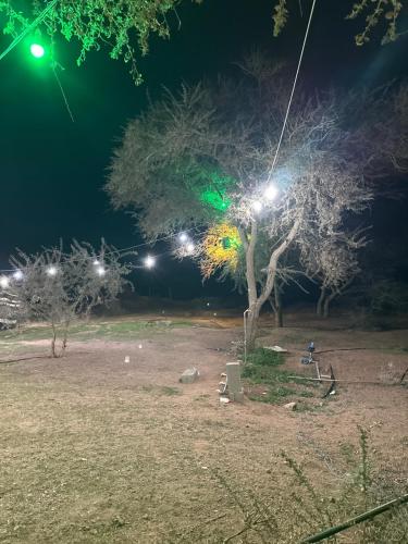 Al Khuraymīصحاء的夜间公园,有树和灯