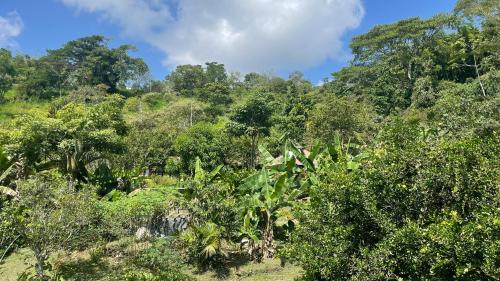 诺凯马TROPICAL BIOHOSTEL的林中满是树木和灌木