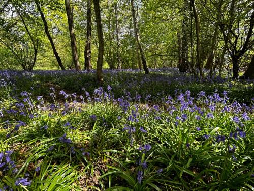 普尔伯勒Sussex Bell Tent的森林中的蓝色花田