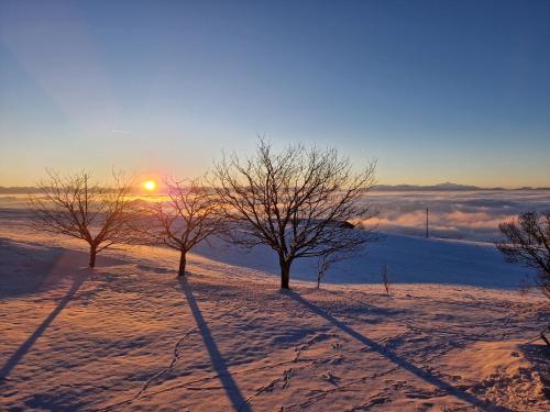 BulletCoup d'œil的雪中三棵树,背景是日落