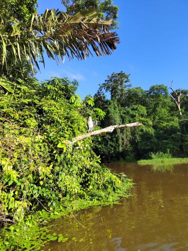 托尔图格罗Cabinas Agamy的鸟坐在河上树枝上