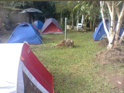 伊塔蒙蒂Casa e camping Reinaldo e Julia recanto das árvores的一群帐篷,在草地上放着一条狗