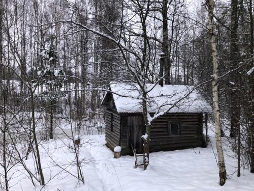 EvartiPine trees的小木屋,在树林里积雪