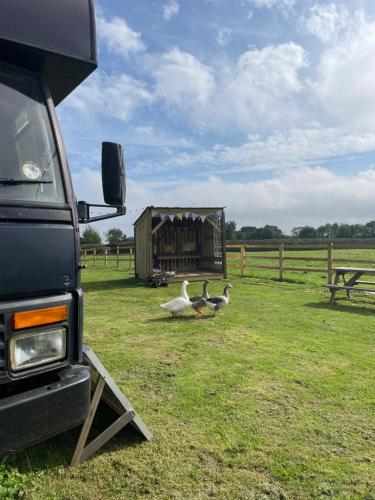 约克North Yorkshire Horse Box的一群鹅在卡车旁边的田野里