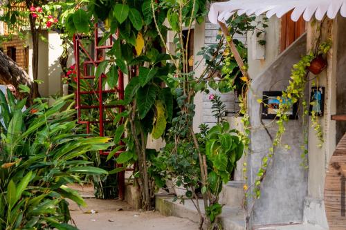 杰里科科拉LaTaperaJeri Hostel的一座花园,在建筑的一侧种植了植物